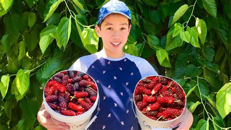 mulberry picking near me.